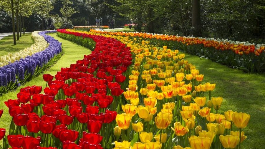From Amsterdam: Keukenhof Gardens & Tulip Experience Tour - Keukenhof Gardens: 15 kilometers of paths, 32 hectares to lose track of time