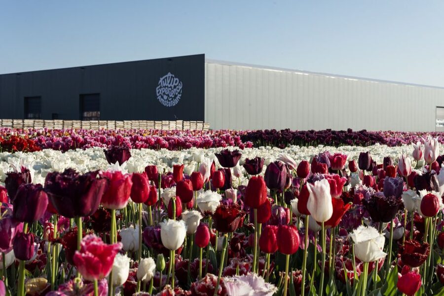 From Amsterdam: Keukenhof Gardens & Tulip Experience Tour - Photo strategy: how to get great tulip pictures without turning your day into a bottleneck