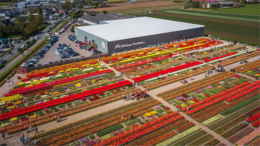 From Amsterdam: Keukenhof Gardens & Tulip Experience Tour - Bus comfort and meeting point: where your day starts in Amsterdam