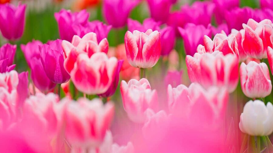 From Amsterdam: Keukenhof Ticket with Transfer - Key things to love about this Keukenhof from Amsterdam day trip