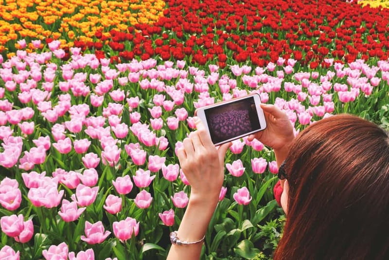 From Amsterdam: Keukenhof Tulips, Windmills & Volendam - The Big Win: A Small-Group Road Trip That Actually Feels Personal