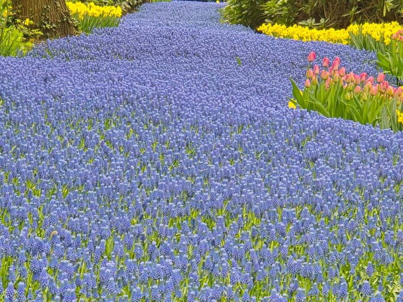 From Amsterdam: Keukenhof Tulips, Windmills & Volendam - Price and Value: Is $199 Worth It From Amsterdam?