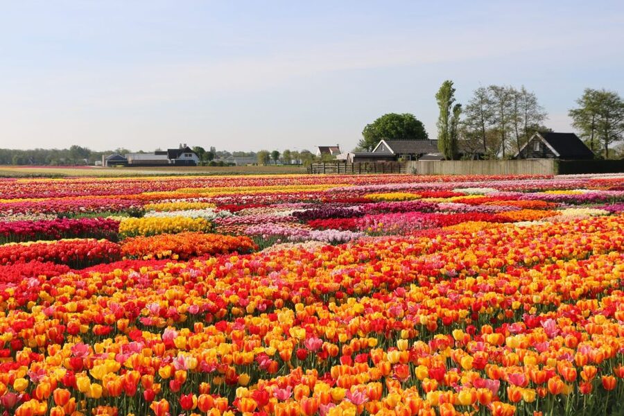 From Amsterdam: Private Keukenhof and Tulip Experience Tour - Why this Keukenhof plus Tulip Experience tour works so well