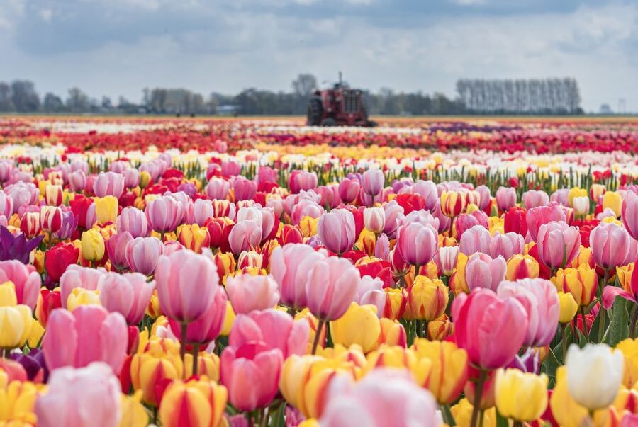 From Amsterdam: Private Keukenhof and Tulip Experience Tour - Timing, pacing, and what “5 hours” really feels like