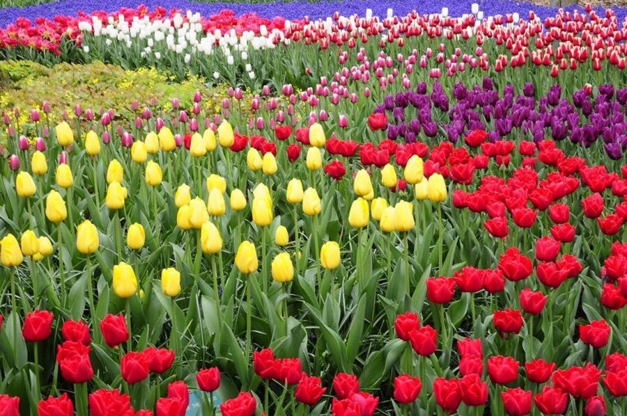 From Amsterdam: Private Keukenhof and Tulip Experience Tour - Photo strategy that fits this exact day
