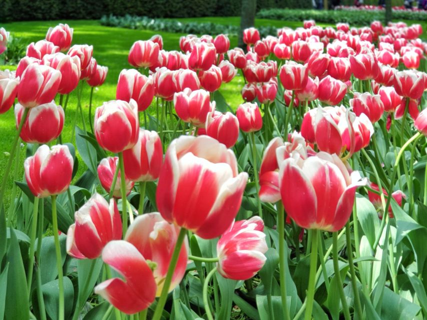 From Amsterdam: Small Group Keukenhof & City Tour Delft - Key highlights at a glance