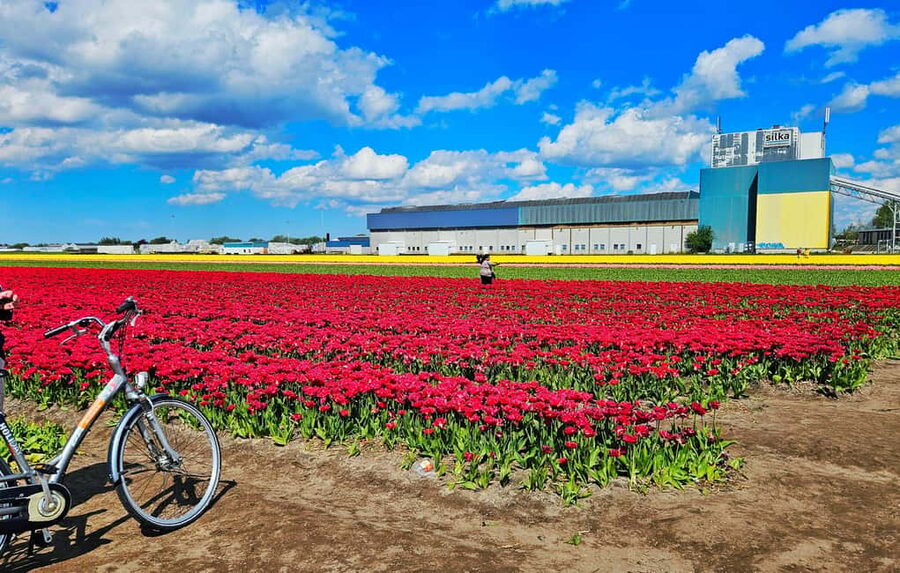 From Amsterdam: Small Group Keukenhof & City Tour Delft - FAQ