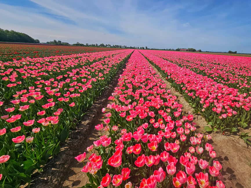 From Amsterdam: Small Group Keukenhof & City Tour Delft - A springtime hit: Keukenhof before you lose the daylight