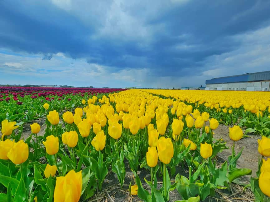 From Amsterdam: Small Group Keukenhof & City Tour Delft - Delft in the afternoon: churches, canals, and a guided orientation that saves time