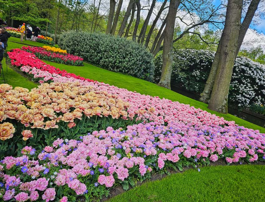 From Amsterdam: Small Group Keukenhof & City Tour Delft - Royal Delft expectations: what you get, what you might not