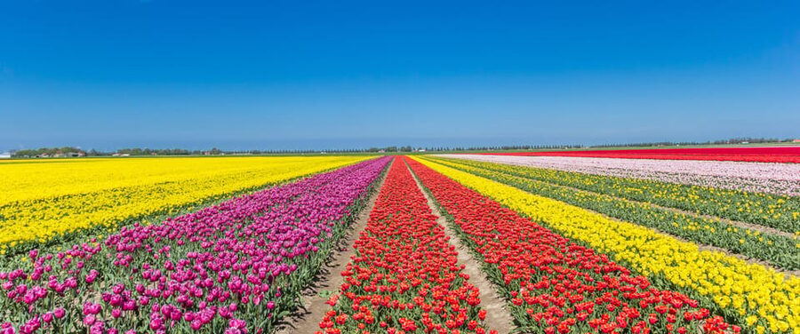 From Amsterdam: take the famous Tulip route tour - Noordoostpolder tulips: why the working fields beat a garden day