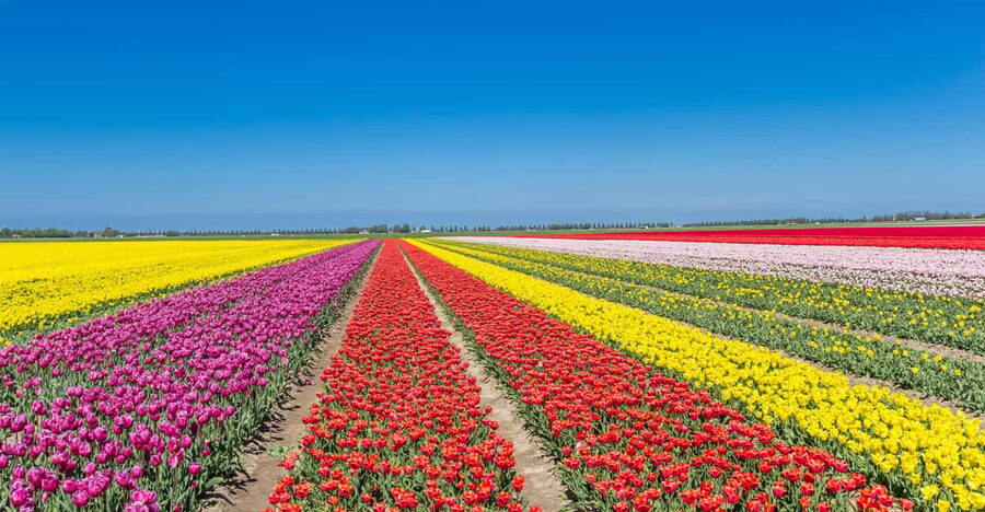 From Amsterdam: take the famous Tulip route tour - The 8-hour plan from Amsterdam, step by step