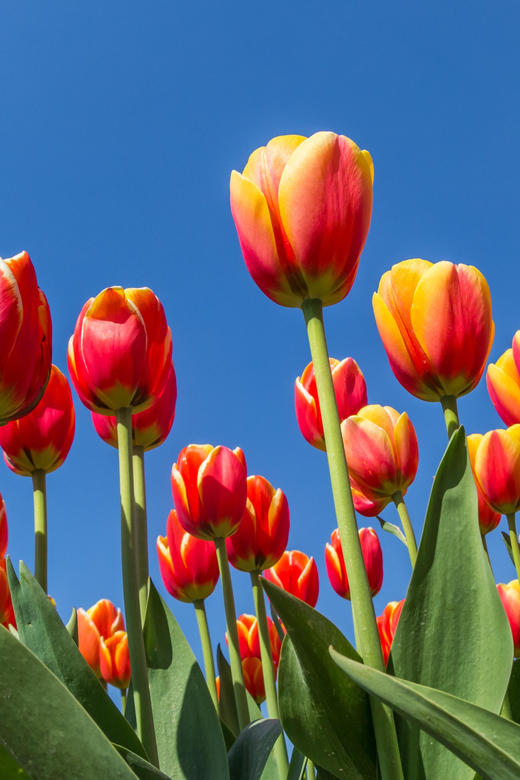 From Amsterdam: take the famous Tulip route tour - Your guide and small group size, and how that affects the fields