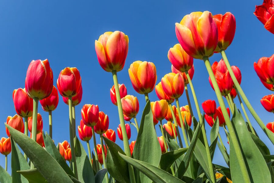 From Amsterdam: take the famous Tulip route tour - Logistics you should know before you meet the van