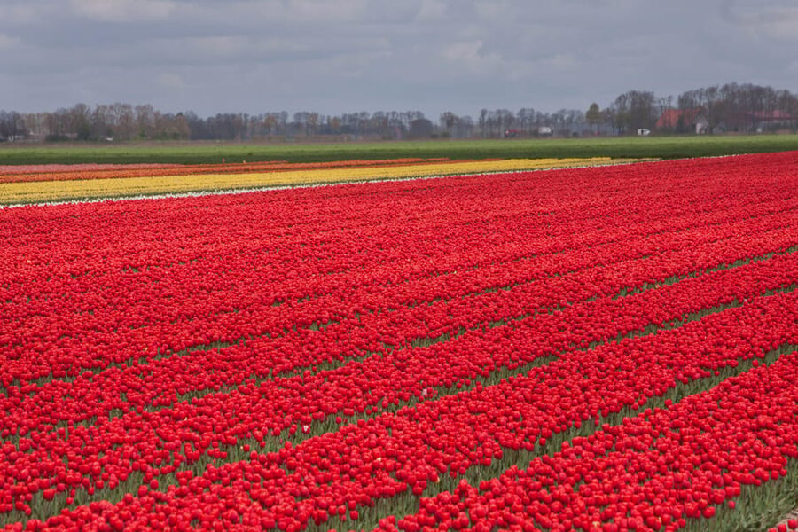 From Amsterdam: take the famous Tulip route tour - What to pack for a spring tulip day in South Holland