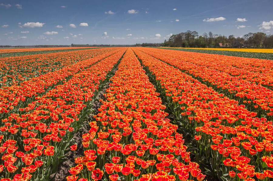 From Amsterdam: take the famous Tulip route tour - Who should book this Tulip Route tour, and who should skip it