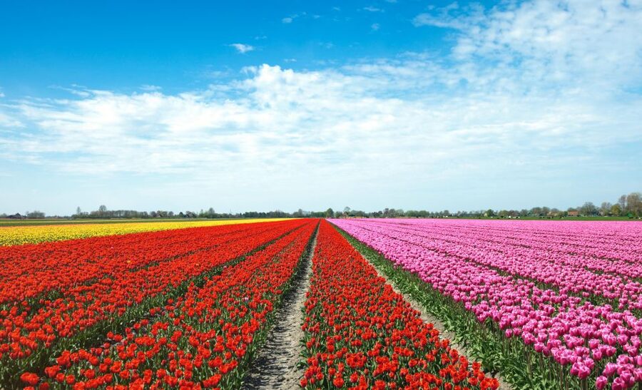 From Amsterdam: Tulip Fields of Holland Tour - Key highlights worth waking up for