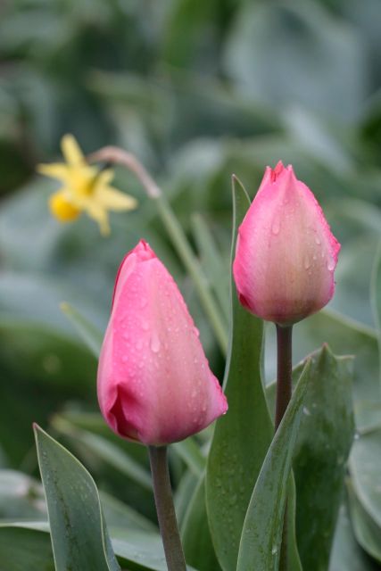 From Amsterdam: Tulip Fields of Holland Tour - Why a van tour makes tulip season easier