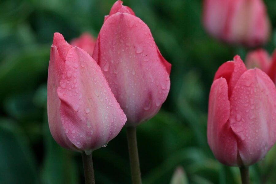 From Amsterdam: Tulip Fields of Holland Tour - The drive to the bulb region: Lisse photo stop and countryside roads