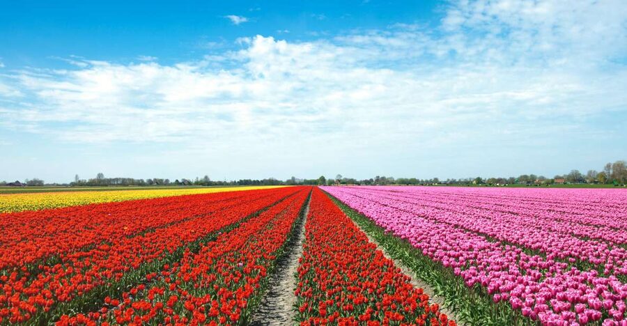 From Amsterdam: Tulip Fields of Holland Tour - Tulip bulb farmer fields in South Holland: what you’re really walking through