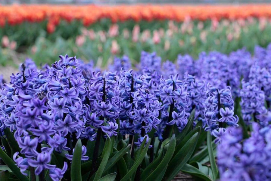 From Amsterdam: Tulip Fields of Holland Tour - Learning tulip history the way a local explains it