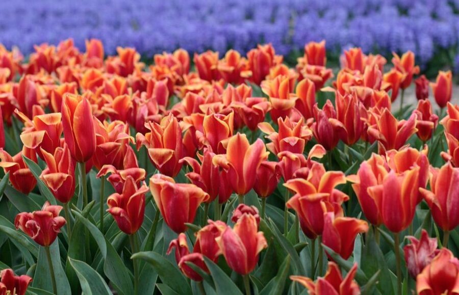 From Amsterdam: Tulip Fields of Holland Tour - Photo stops in Voorhout and Lisse: quick moments, good results