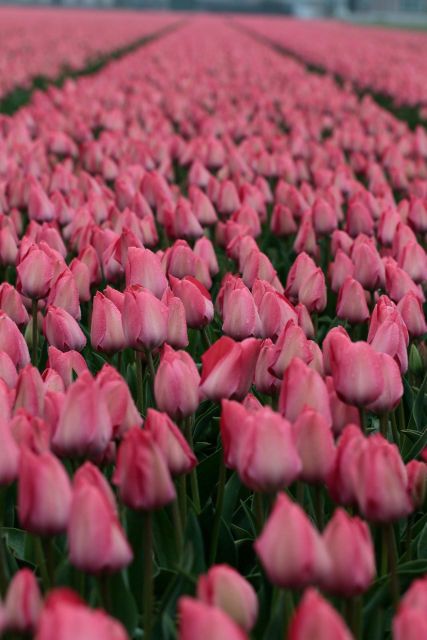 From Amsterdam: Tulip Fields of Holland Tour - When to go: best bloom dates and what timing means