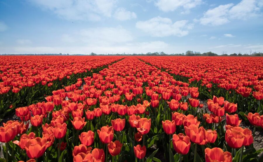 From Amsterdam: Tulip Fields of Holland Tour - Price and what $200 buys you for five hours