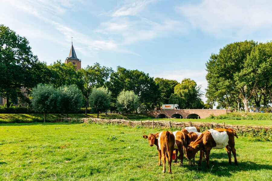 From Amsterdam: Zaanse Schans, Edam, Volendam & Marken - Final Verdict: Should You Book This Dutch Countryside Day Trip?