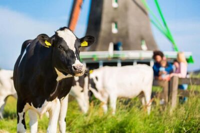 Zaanse Schans, Volendam & Marken Day Trip