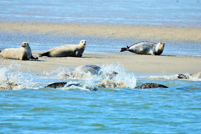 Full day tour to Texel - Friesian Islands - from Amsterdam - Texel and the Wadden Sea, straight from Amsterdam