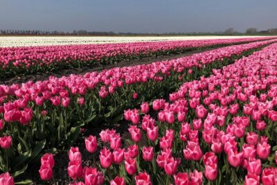 Full day tour to Texel – Friesian Islands – from Amsterdam