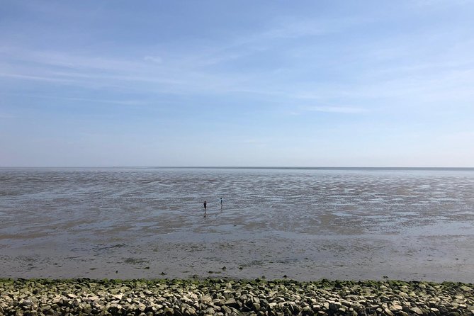 Full day tour to Texel - Friesian Islands - from Amsterdam - Wildlife focus, birds, and the optional seal safari