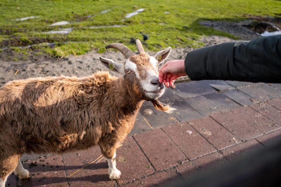 Half-Day Private Guided Sightseeing Tour of Zaanse Schans - The Secret Stop: More Dutch Golden Age Context in Less Time