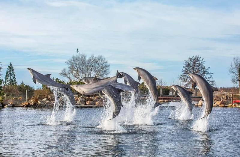 Harderwijk: Dolfinarium Entry Ticket - Key things to know before you go