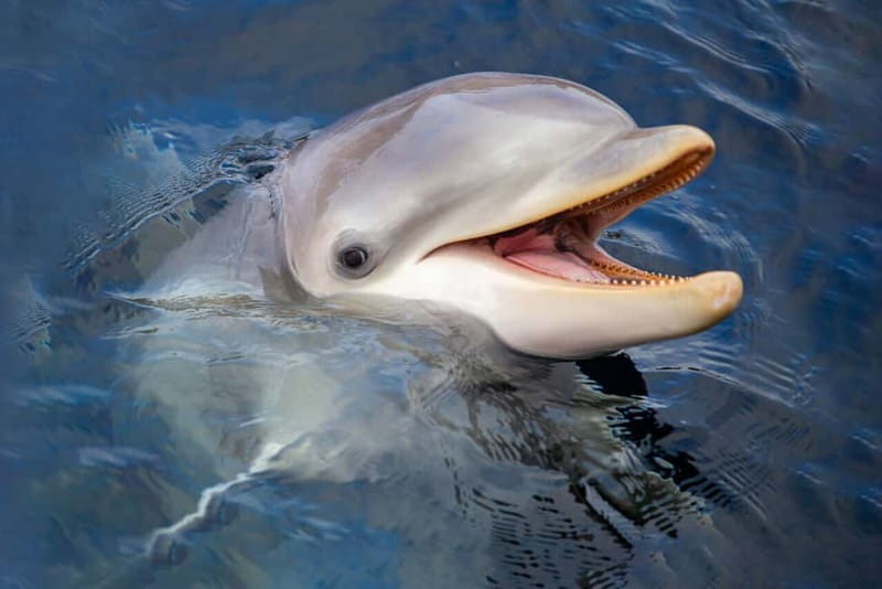 Harderwijk: Dolfinarium Entry Ticket - What to bring and what not to bring (so the day stays easy)