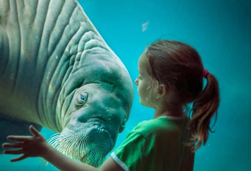 Harderwijk: Dolfinarium Entry Ticket - Dolfinarium Harderwijk in a day: what you’re really paying for
