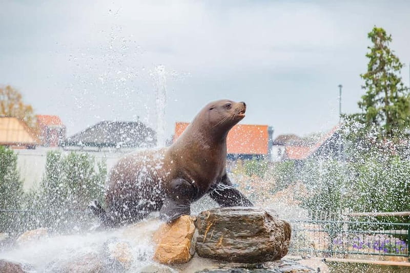 Harderwijk: Dolfinarium Entry Ticket - Dolphins and walruses up close, plus a show-friendly layout