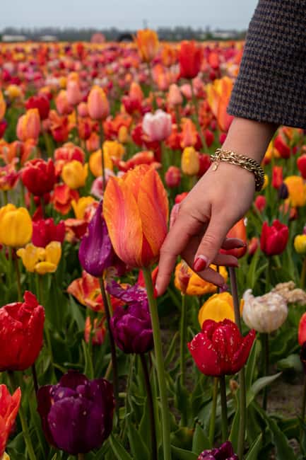 Hillegom: Tulip Barn Entry Ticket - Key things to know before you go