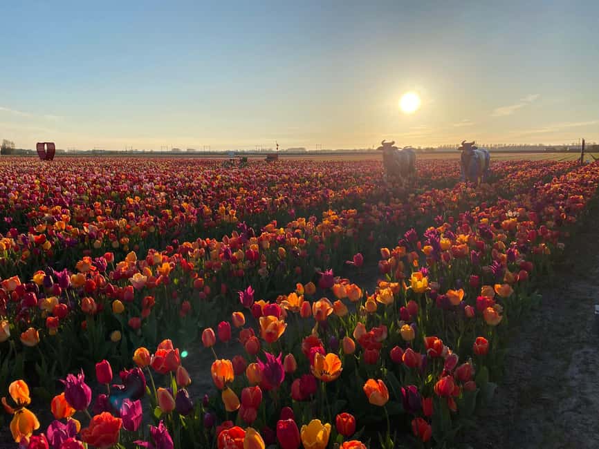 Hillegom: Tulip Barn Entry Ticket - FAQ