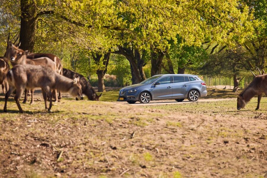 Hilvarenbeek: Safaripark Beekse Bergen Entry Ticket - Key highlights at Safaripark Beekse Bergen (Hilvarenbeek)