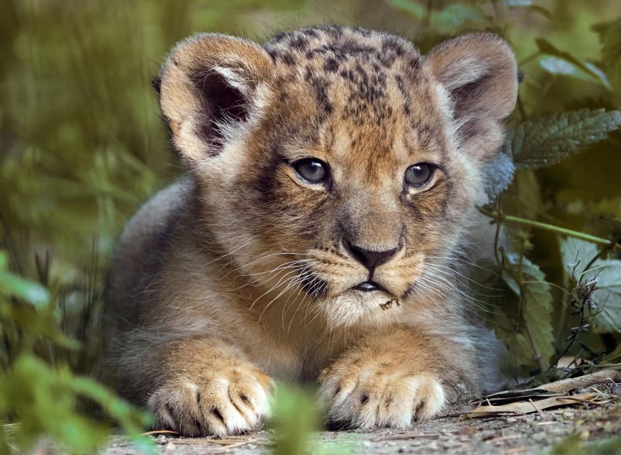Hilvarenbeek: Safaripark Beekse Bergen Entry Ticket - When to book and who this safari ticket is best for