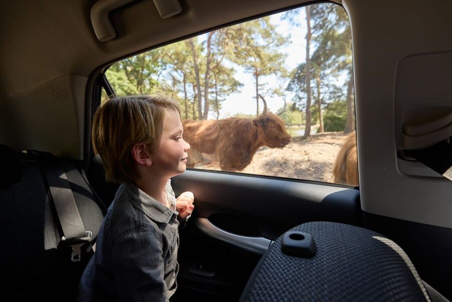 Hilvarenbeek: Safaripark Beekse Bergen Entry Ticket - Safaripark Beekse Bergen feels like a real safari, not just a zoo