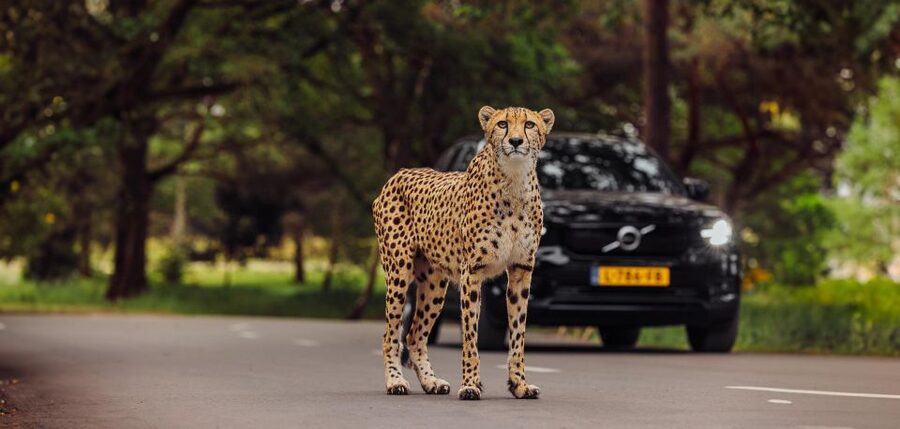 Hilvarenbeek: Safaripark Beekse Bergen Entry Ticket - Walking safari along the ranger trail and feeding-time presentation