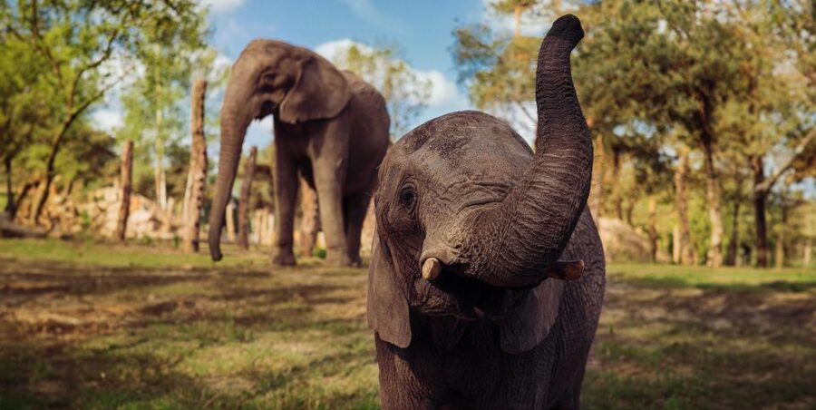 Hilvarenbeek: Safaripark Beekse Bergen Entry Ticket - Car safari in your own vehicle: stand left, go right, stay cautious