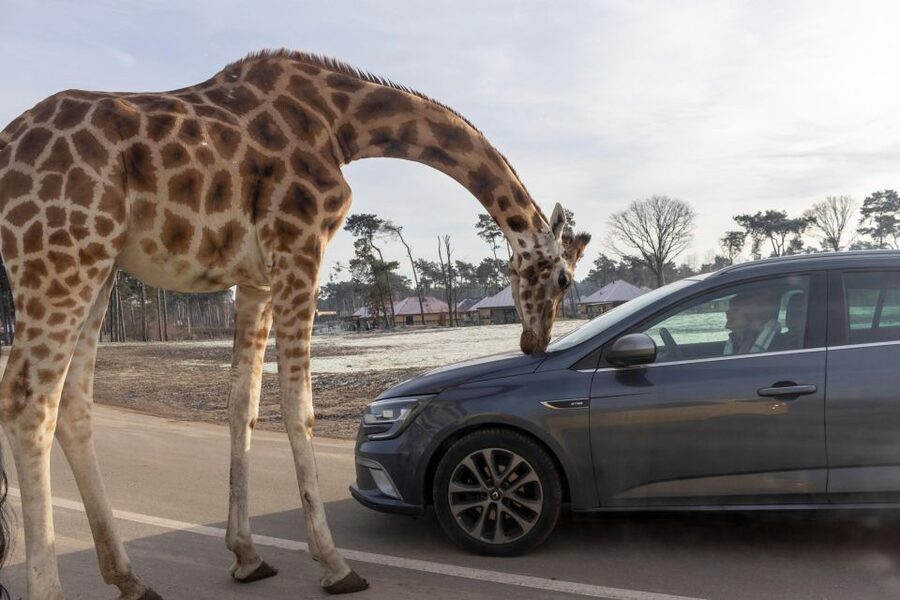 Hilvarenbeek: Safaripark Beekse Bergen Entry Ticket - Price, value, and what you actually get for about $35