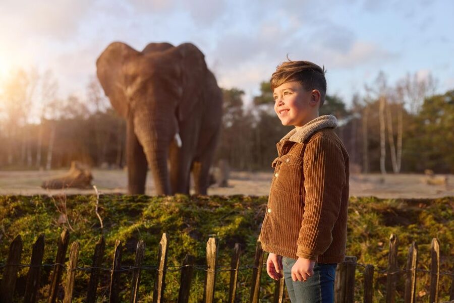 Hilvarenbeek: Safaripark Beekse Bergen Entry Ticket - A one-day game plan: mixing walking, boat, and car safari