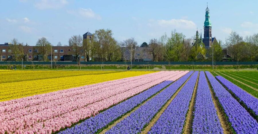 Keukenhof: Flower Fields Small-Group Cultural Bike Tour - Who this tour suits best (and who might prefer something else)