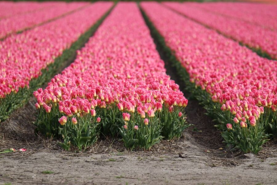 Keukenhof: Flower Fields Small-Group Cultural Bike Tour - Why cycling the Bollenstreek beats only walking Keukenhof