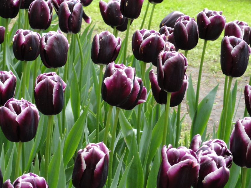 Keukenhof: Flower Fields Small-Group Cultural Bike Tour - Tulip Experience Amsterdam: museum, showgarden, and picking 5 tulips